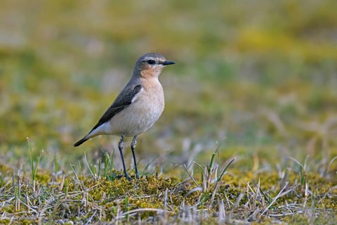 Northern wheatear (Oenanthe Oenanthe, Motacilla Oenanthe) adult female in spring in meadow