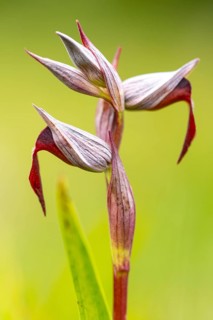 Close up image of the rare Serapias lingua orchid, showcasing its striking red and white petals