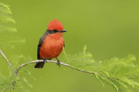 Vermilion Flycatcher (Pyrocephalus rubinus), Texas, USA