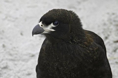 Striated Caracara (Phalcoboenus australis), Falkland Islands