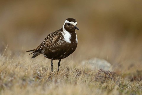 American Golden Plover (Pluvialis dominica), Manitoba, Canada