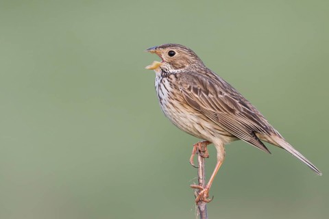 Corn Bunting - Grauammer - Miliaria calandra ssp. calandra, Hungary, adult