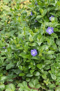 Bigleaf Periwinkle (Vinca major), Treptower Park, Germany