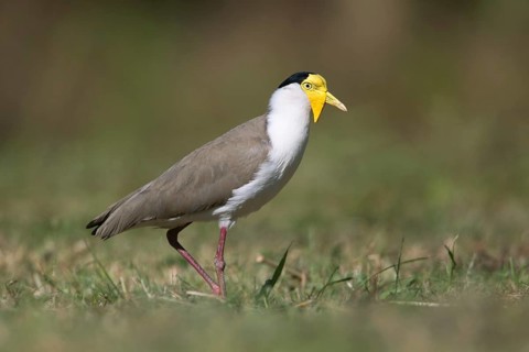 Masked Lapwing (Vanellus miles miles), Queensland, Australia