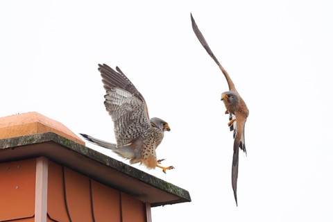Territorial dispute between two male kestrels (Falco tinnunculus) on a roof, in front of a bright