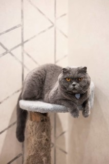 A placid Scottish Fold cat with striking yellow eyes rests cozily on a fabric-covered perch,