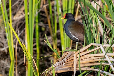 Moorhen, moorhen rail, (Gallinula chloropus), genus of moorhens, biotope, habitat, reeds, Lesvos,