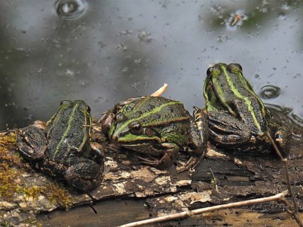 Pool frog (Pelophylax lessonae Rana lessonae)