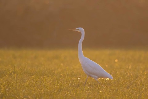 Great Egret (Ardea alba), North Rhine-Westphalia, Germany