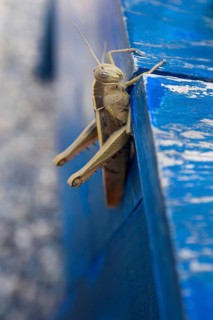 Moroccan locust (Dociostaurus maroccanus), locust, plague, food, nutrition, alternative, blue,