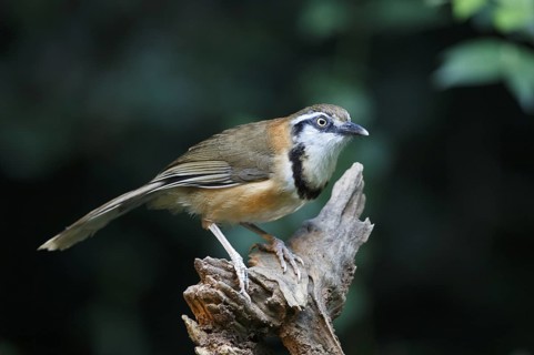 Lesser Necklaced Laughingthrush (Garrulax monileger), Kaeng Krachan, Thailand