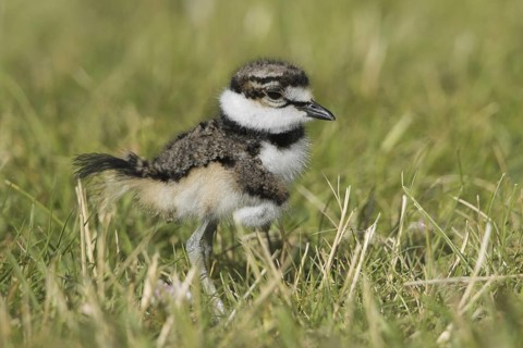 Killdeer (Charadrius vociferus) juvenile, British Columbia, Canada