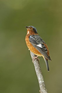 White-throated Rock Thrush (Monticola gularis), Bueng Boraphet, Thailand