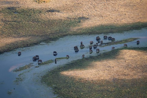 Kaffir buffalo (Syncerus caffer caffer), flock drinking in the river, aerial view, Okavango Delta,