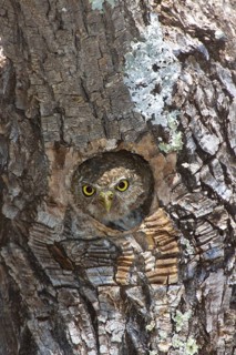 Mountain Pygmy Owl Glaucidium gnoma Huachuca Mountains, Cochise County, Arizona, United States 4