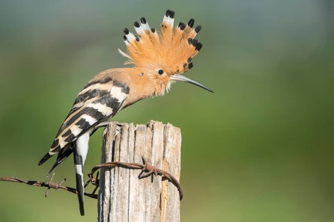 Eurasian Hoopoe (Upupa epops) perched on a post, Aosta Valley, Italy