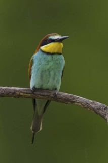 European Bee-eater (Merops apiaster), Hortobagy, Hungary