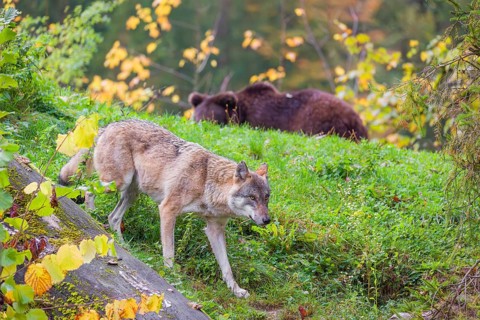 A eurasian gray wolf (Canis lupus lupus) meets an european brown bear (Ursus arctos arctos)