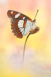 Blauschwarzer Eisvogel (Limenitis reducta) aus Kroatien