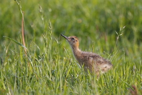 Black-tailed Godwit (Limosa limosa) juvenile, Netherlands