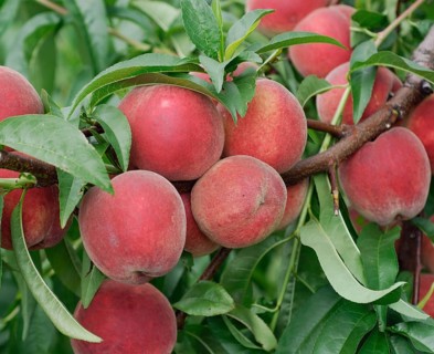 Peach (Prunus persica 'Elma'), Germany