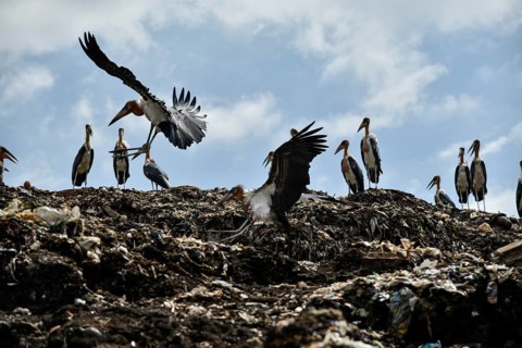 Greater Adjutant Stork (Leptoptilos dubius) at a largest disposal site. The greater adjutant stork