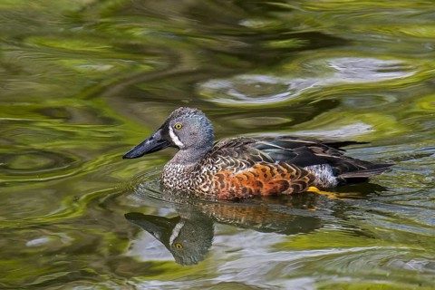 Australasian shoveler, New Zealand shoveler (Spatula rhynchotis variegata) male swimming in pond