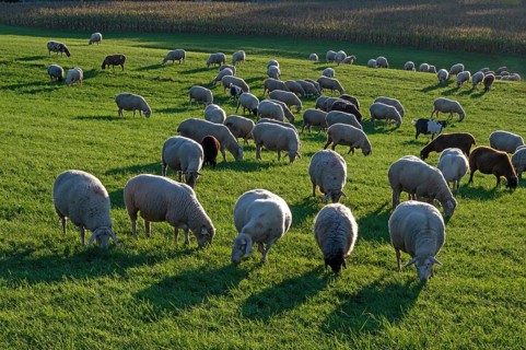 Flock of sheep (Ovis gmelini aries) grazing in a meadow, Tauchersreuth, Middle Franconia, Bavaria,
