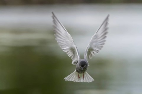 Black Tern (Chlidonias niger) flying, Schleswig-Holstein, Germany