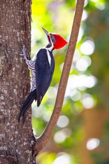 Lineated woodpecker (Dryocopus lineatus) Pantanal Brazil
