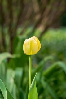 A beautiful yellow tulip stands tall amid lush green foliage, bathed in sunlight. The bright petals