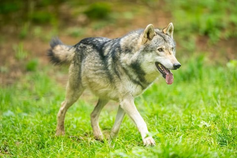 European gray wolf (Canis lupus lupus) in the forest, Germany