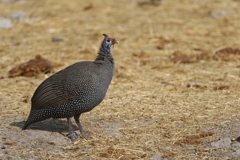 Helmeted Guineafowl (Numida meleagris), Oshikoto, Namibia
