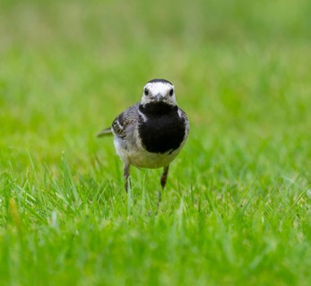 White wagtail (Motacilla alba) foraging on a lawn in a garden, Lower Saxony, Germany
