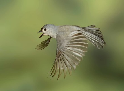 Tufted Titmouse (Baeolophus bicolor) flying, Texas, USA