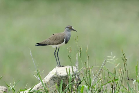 Rouwkievit op de uitkijk op rots, Senegal Lapwing looking out on rock