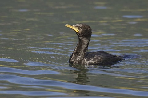 Little Pied Cormorant (Microcarbo melanoleucos), New Zealand