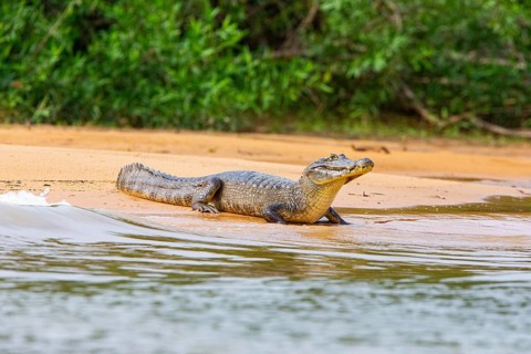 Yacare caiman (Caiman crocodilius) Panatanal Brazil