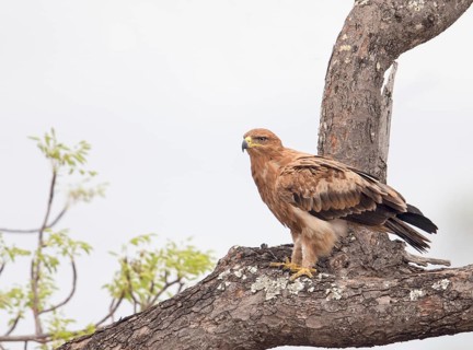 Tawny Eagle (Aquila rapax), South Africa