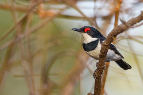 Band-tailed Flycatcher, Lappet Flycatcher, Brown-throated Flycatcher, (Platysteira cyanea), Africa,
