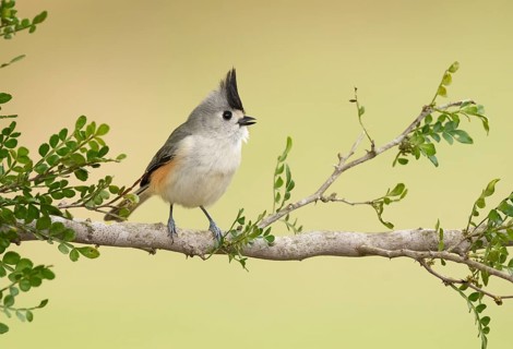 Black-crested Titmouse (Baeolophus atricristatus) perched on a branch, Texas, USA