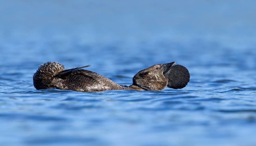 Musk Duck (Biziura lobata) male mating, Victoria, Australia