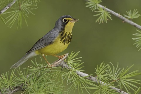 Canada Warbler (Cardellina canadensis), Ontario, Canada
