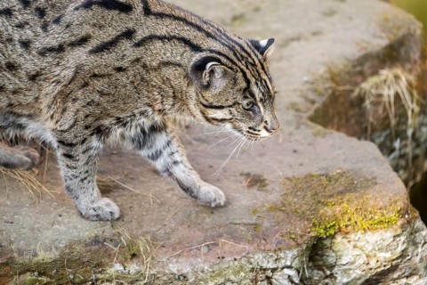 Fishing cat (Prionailurus viverrinus) at the shore of a lake on a sunny day, captive, Germany