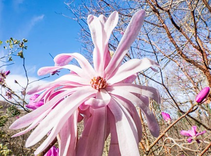 A stunning pink magnolia flower in full bloom, its delicate petals contrasting against a bright