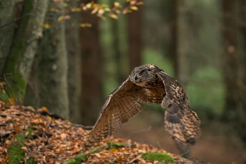 Eurasian Eagle-Owl (Bubo bubo) flying, North Rhine-Westphalia, Germany