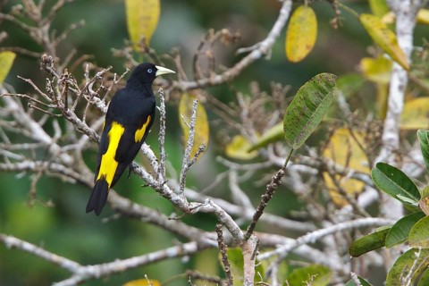 Yellow-rumped Cacique (Cacicus cela) perched on a branch in Ecuador, South America