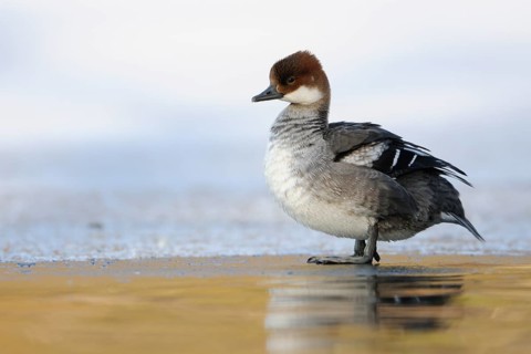 Smew (Mergellus albellus) female standing on ice, North Rhine-Westphalia, Germany
