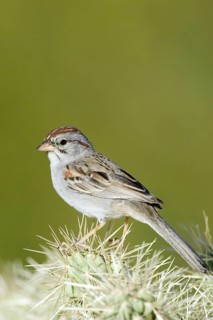 Rufous-winged Sparrow Peucaea carpalis Tucson, Pima County, ARIZONA, United States 7 June Adult