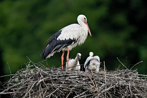 White stork (Ciconia ciconia), adult with two chicks standing on eyrie, Canton Aargau, Switzerland